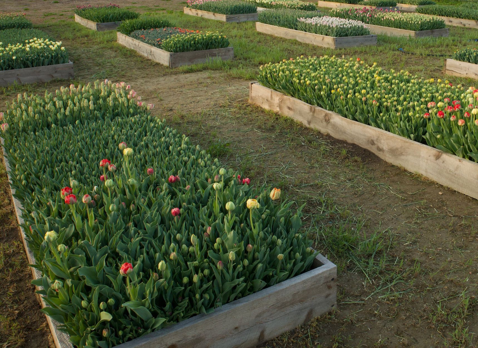 Field to Vase: Early Morning Tulip Harvest