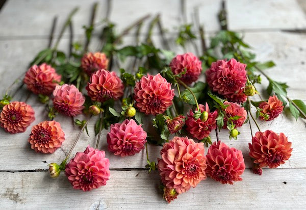 Dahlias | Giveaway