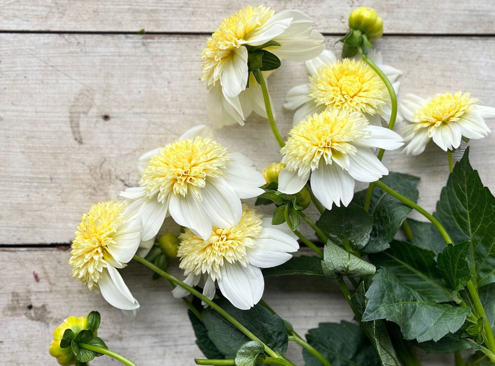 Dahlia Platinum Blonde