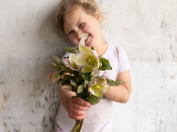 Hellebores for Cut Flowers