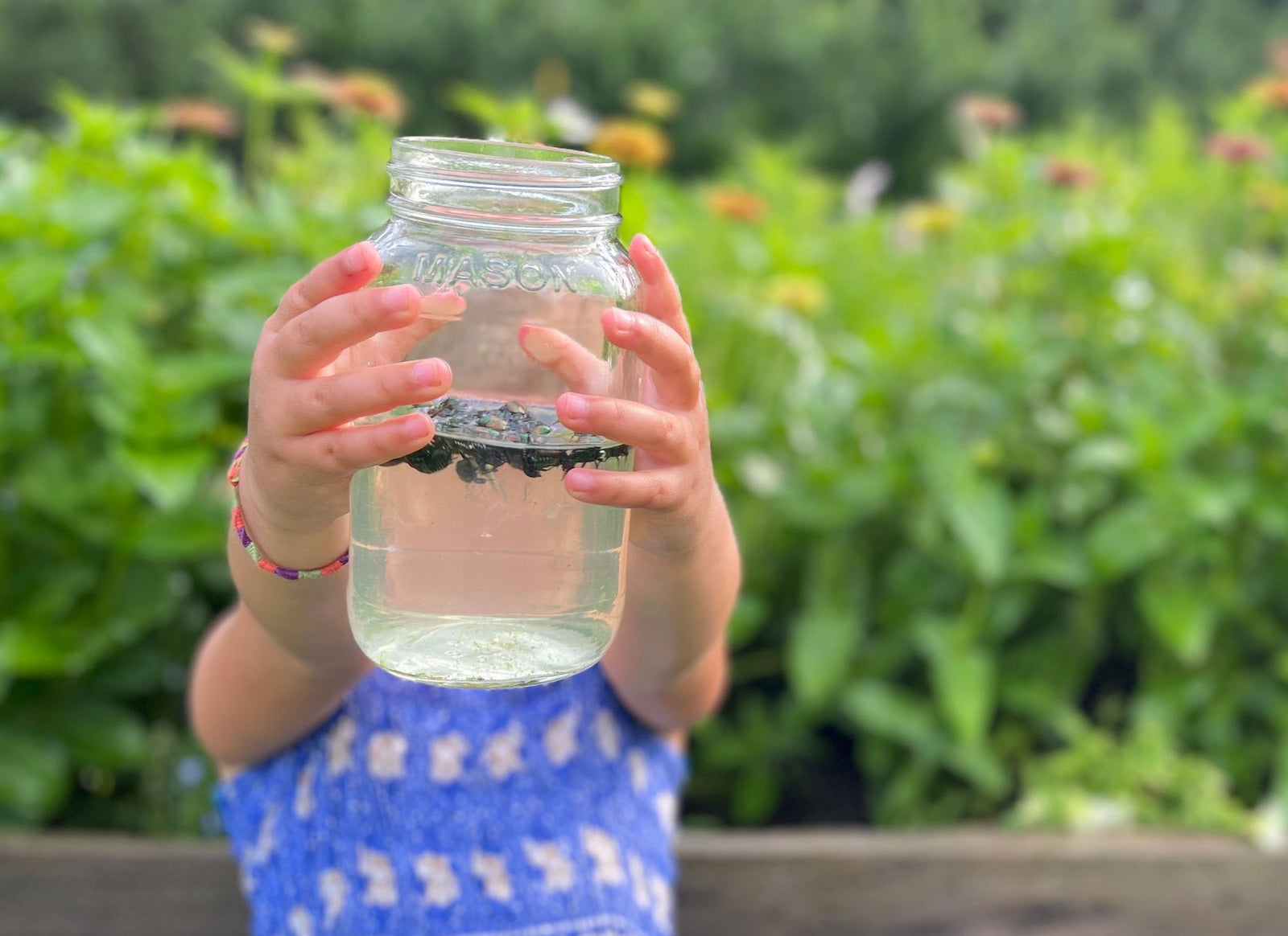 Ways to Protect Your Garden from Japanese Beetles