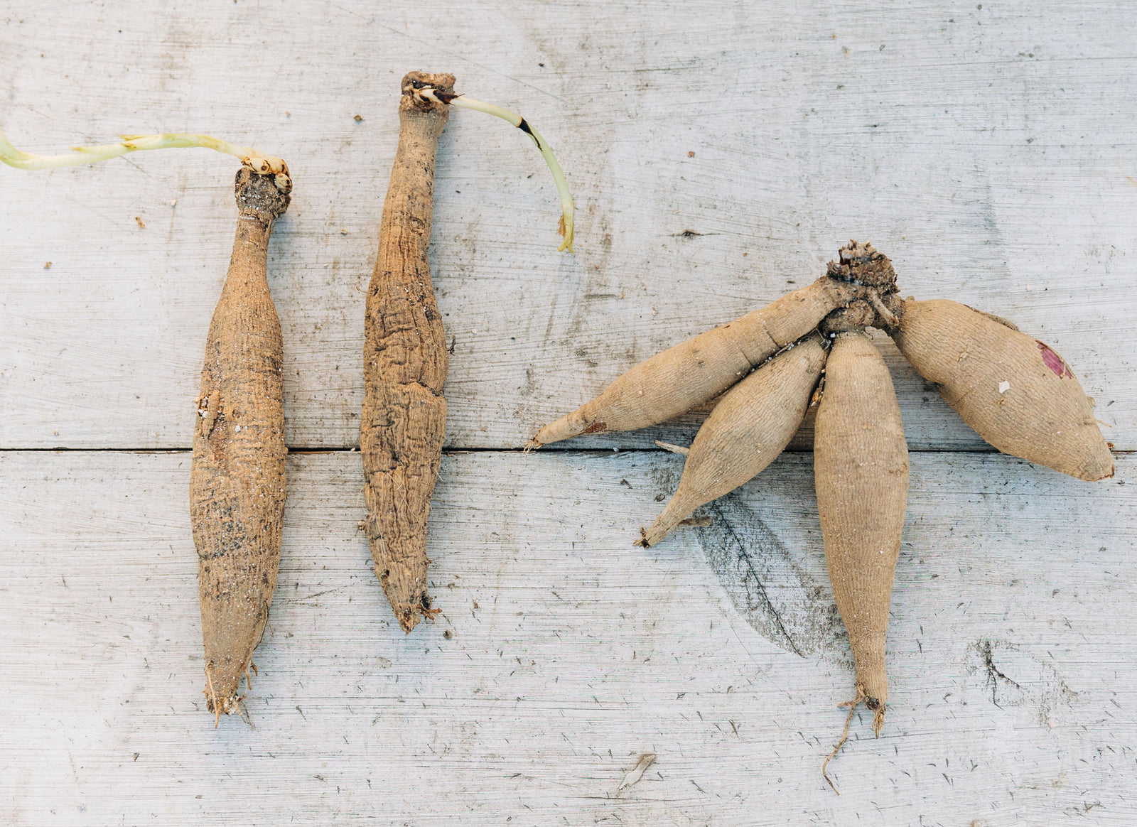 Dahlia Tuber Eyes 101
