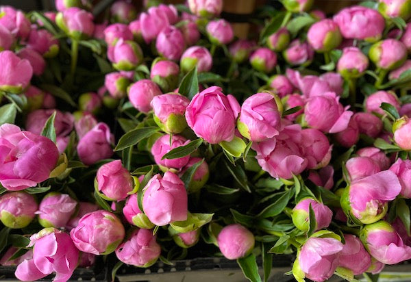 To-Your-Doorstep Peony 101