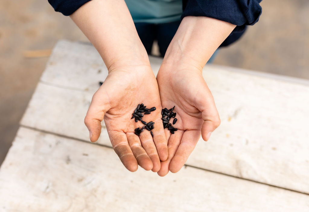 DIY Flower Seed Kit: The Perfect Way to Start Your Cut Flower Garden