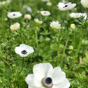 "Vibrant anemone blooms in a lush cut flower garden, showcasing the premium quality corms available for purchase."