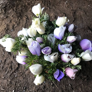 Vibrant anemone blooms in a lush cut flower garden, showcasing the premium quality corms available for purchase.