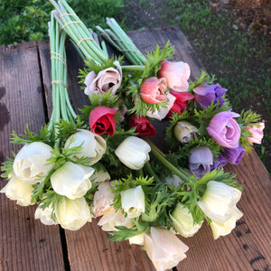 Vibrant anemone blooms in a lush cut flower garden, showcasing the premium quality corms available for purchase.