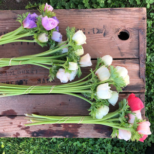 Vibrant anemone blooms in a lush cut flower garden, showcasing the premium quality corms available for purchase.