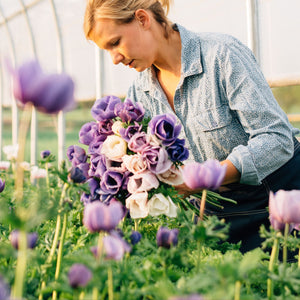 Vibrant anemone blooms in a lush cut flower garden, showcasing the premium quality corms available for purchase.