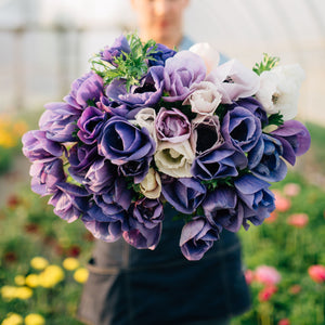 Vibrant anemone blooms in a lush cut flower garden, showcasing the premium quality corms available for purchase.