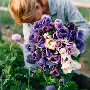 Vibrant anemone blooms in a lush cut flower garden, showcasing the premium quality corms available for purchase.