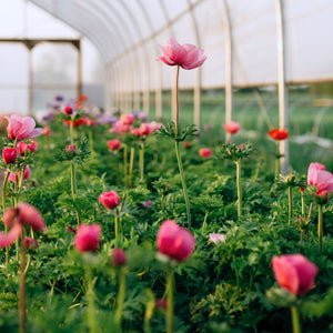 Anemone 'Galilee Pink' Corms