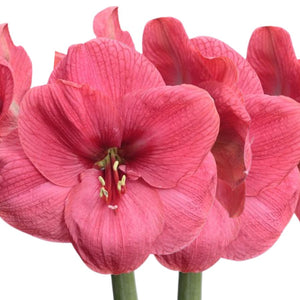 Large Amaryllis Flowering Centerpiece