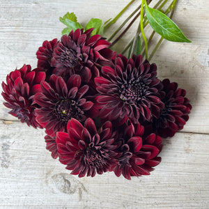 Luxurious dark maroon flowers.