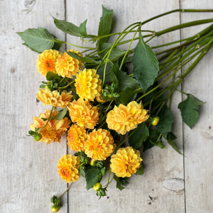 small blooms in a delightful tangerine shade