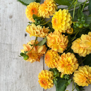 small blooms in a delightful tangerine shade