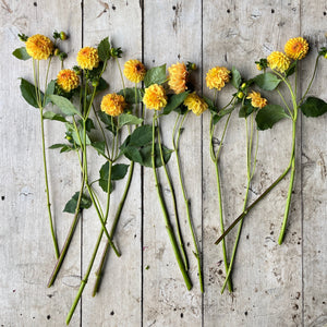 small blooms in a delightful tangerine shade