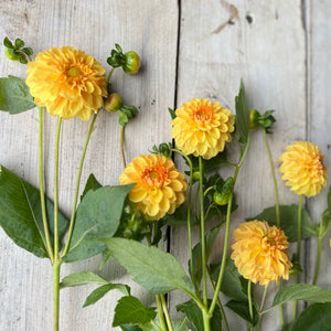 small blooms in a delightful tangerine shade