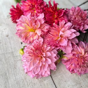 These magnificent flowers are plentiful producers and rise on sturdy, lofty stems, making them a perfect choice for creating stunning cut flower arrangements.