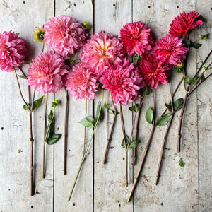 These magnificent flowers are plentiful producers and rise on sturdy, lofty stems, making them a perfect choice for creating stunning cut flower arrangements.