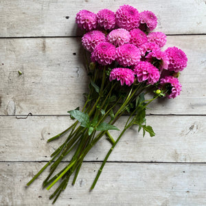 A vibrant lavender to purple hue dahlia bloom.