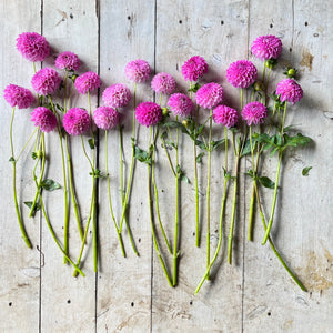 A vibrant lavender to purple hue dahlia bloom.