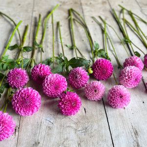 A vibrant lavender to purple hue dahlia bloom.