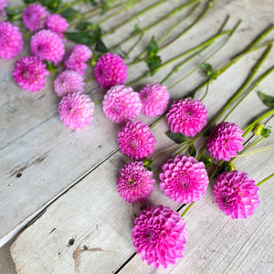 A vibrant lavender to purple hue dahlia bloom.