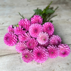 A vibrant lavender to purple hue dahlia bloom.