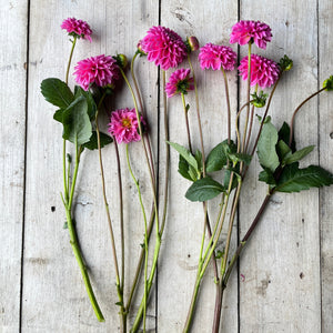 pink dahlia