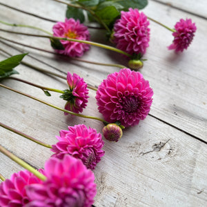pink dahlia
