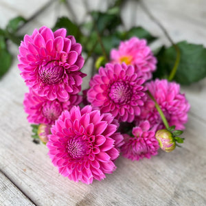 Pink dahlia