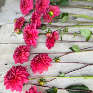 Medium-statured plants yield clusters of stunning blooms, blending hues of smoky coral and raspberry. T