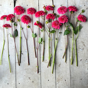 Medium-statured plants yield clusters of stunning blooms, blending hues of smoky coral and raspberry. T