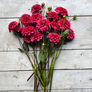Medium-statured plants yield clusters of stunning blooms, blending hues of smoky coral and raspberry. T