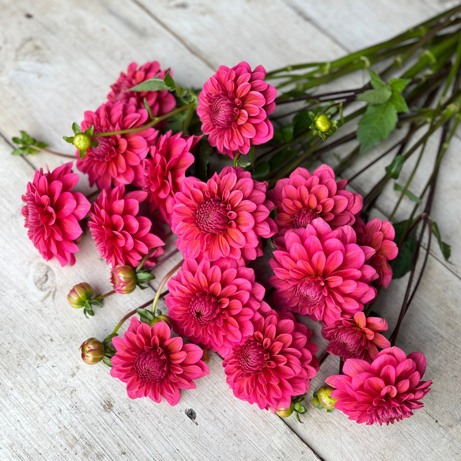 Medium-statured plants yield clusters of stunning blooms, blending hues of smoky coral and raspberry. T