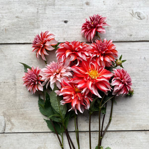 Dahlia 'Santa Claus' Tuber