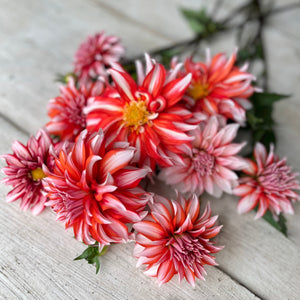 Dahlia 'Santa Claus' Tuber