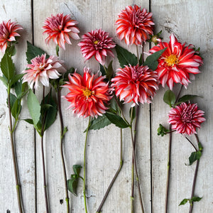 Dahlia 'Santa Claus' Tuber
