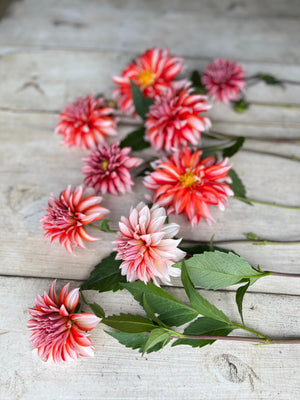 Dahlia 'Santa Claus' Tuber