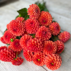 Valley Rust Bucket Dahlia