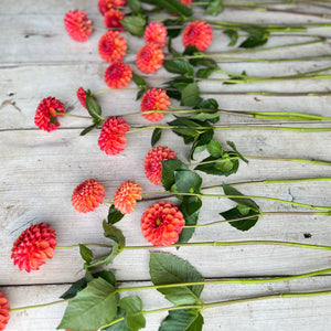 Valley Rust Bucket Dahlia