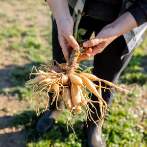 Participants joyfully digging and dividing vibrant dahlia tubers at our Fall Dahlia Workshop in Agawam – join us for hands-on learning and take home your own tubers!