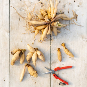 Participants joyfully digging and dividing vibrant dahlia tubers at our Fall Dahlia Workshop in Agawam – join us for hands-on learning and take home your own tubers!