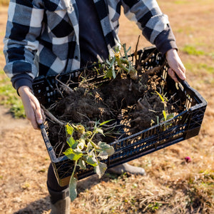 Participants joyfully digging and dividing vibrant dahlia tubers at our Fall Dahlia Workshop in Agawam – join us for hands-on learning and take home your own tubers!
