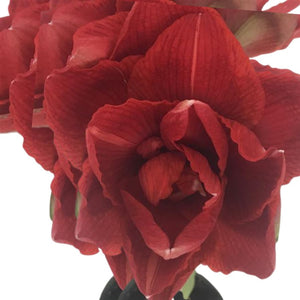 Large Amaryllis Flowering Centerpiece