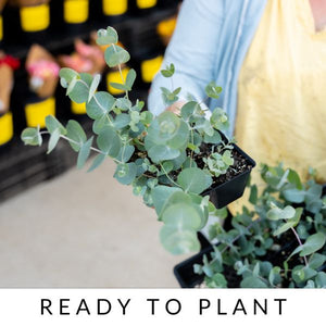 Eucalyptus Plant Collection