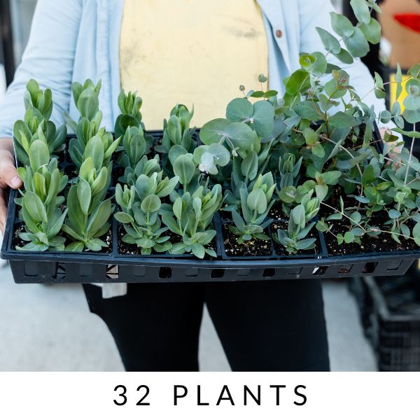 Lisianthus-Eucalyptus Plant Collection