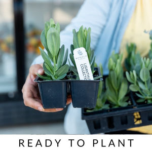 Lisianthus-Eucalyptus Plant Collection