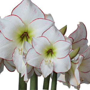 Large Amaryllis Flowering Centerpiece